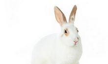 可爱的小白兔_650字