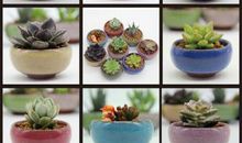 描写多肉植物的作文