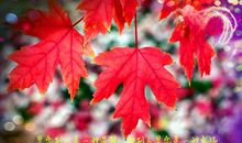 枫叶美·别昔日友_1000字