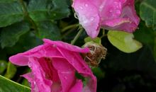 春天不“低头”