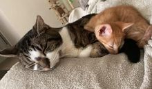 [7月渴望]我渴望得到一只小狗_450字