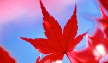 满树思念开_1500字