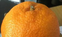 我独爱的橘子皮香味_450字