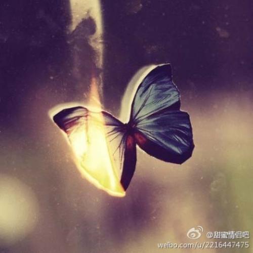 [七月的向往]我向往的蝴蝶想念_2000个单词