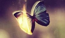 [7月渴望]我渴望的那只蝴蝶_2000字