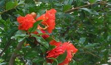 那年的石榴_1000字