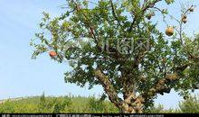 与石榴树在一起