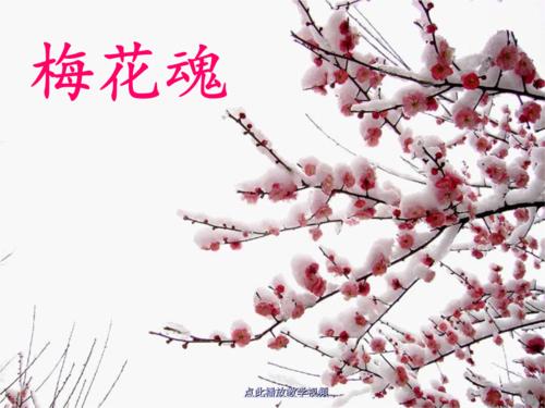梅花灵魂
