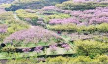 谁的善良，恰逢花开