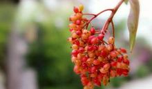 假如，你有九条命