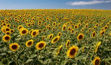 播种阳光_1000字