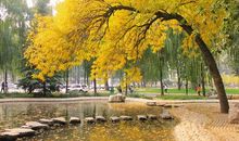 秋天光临校园_700字