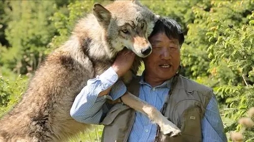 “狼”扩张