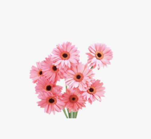 雏菊