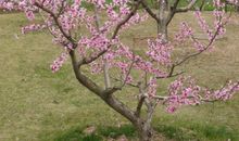 春色满园关不住_650字