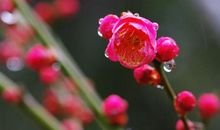 聆听春雨之韵味