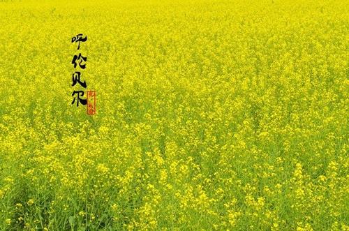 遇到强奸花