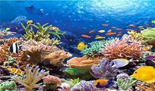 《海洋世界》观后感