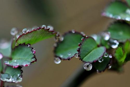 春雨