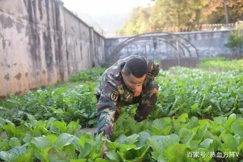 天小菜园