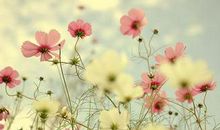 [九月遥寄]给失败的自己_900字