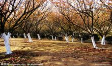 写景作文：秋天深处_1200字