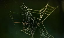 蜘蛛网_700字