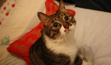 [7月渴望] 我渴望再养一只狗_650字