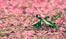 走过四季_1000字