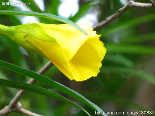 冬季茉莉花_450话