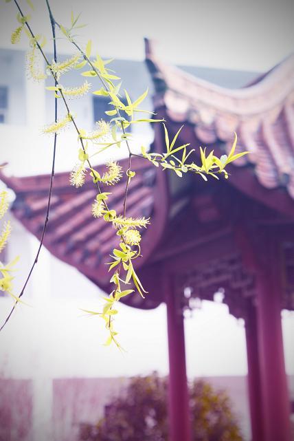 春季校园_350字