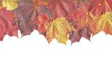 秋天的枫叶_350字