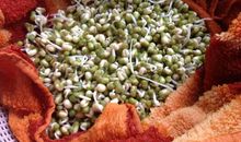 绿豆宝宝成长记