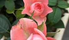 对于花，我曾经_650字