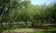 家乡卫士——枣树