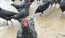 乱下蛋的鸡_200字