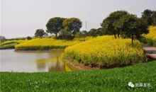 为眼眸画上油菜