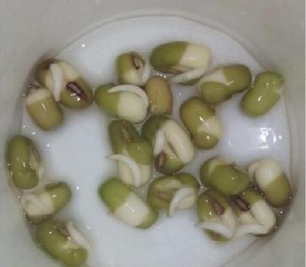 生长豆观察日记