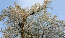 古木寻根_1200字