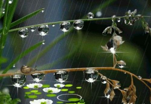 春雨组成