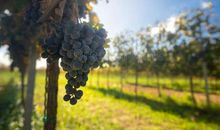 在自己的天地里收获秋天_900字