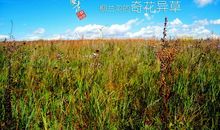 一个人去流浪_450字