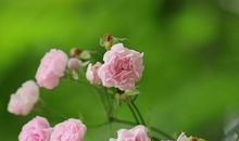 许嵩，那永不回凋谢的蔷薇。_900字