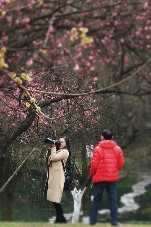 赞美东梅