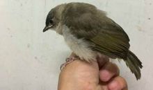 惹人喜爱的小白