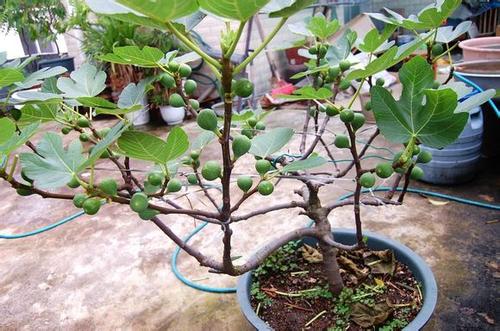 猴子种植果树