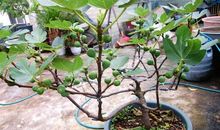 猴子种果树续写