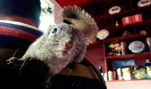 你能和我一起飞翔吗？伙伴_650字