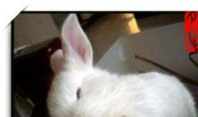 小白兔和老乌龟_550字