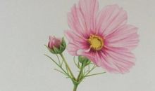 做一朵漂亮的五彩花